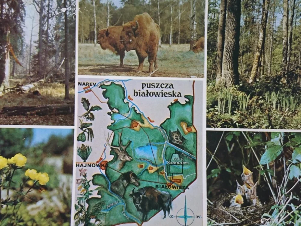 PUSZCZA BIAŁOWIESKA... FOT. W. ŁAPIŃSKI I INNI Tani