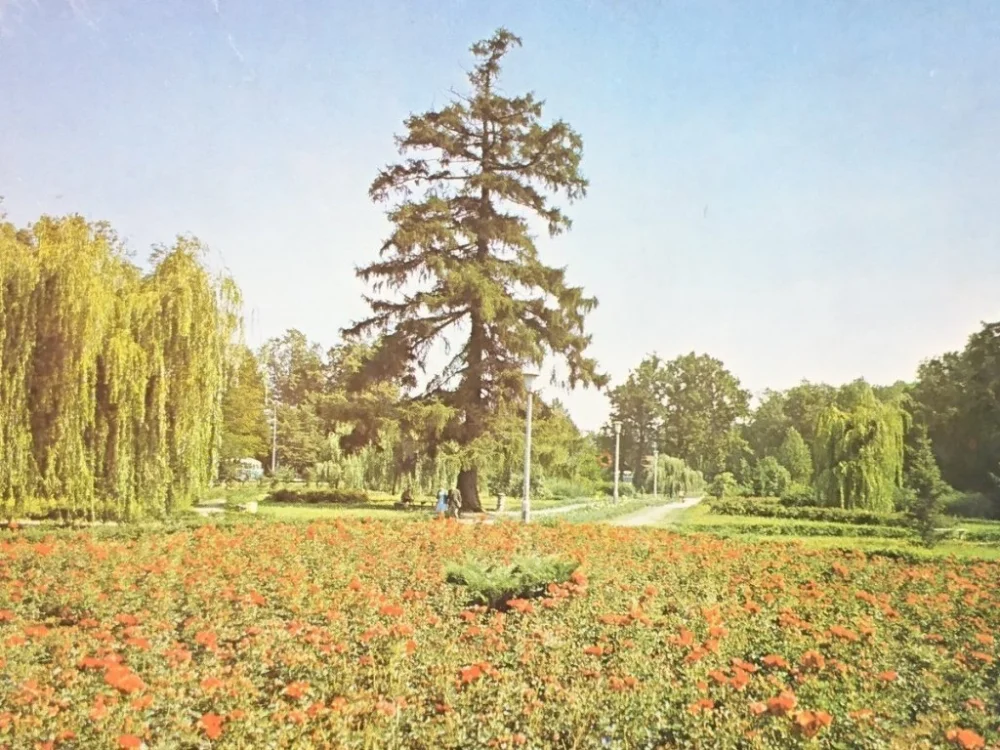 Dostępne od ręki PUŁAWY. PARK FOT. K. JABŁOŃSKI