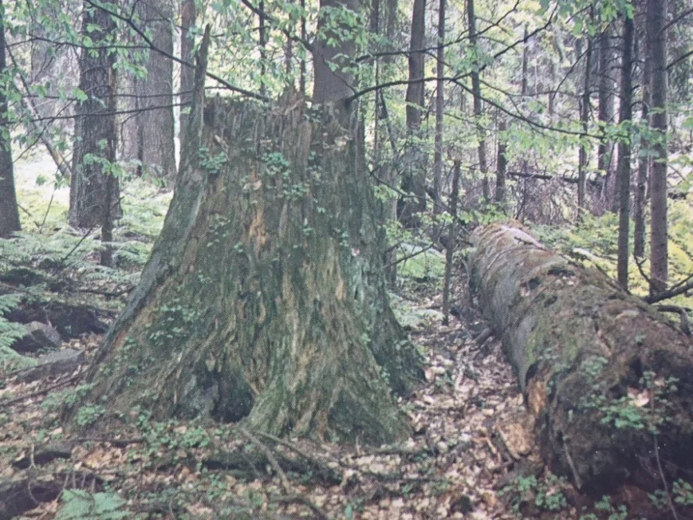 ŚWIĘTOKRZYSKI PARK NARODOWY. FOT. P. KRASSOWSKI Łatwy zwrot