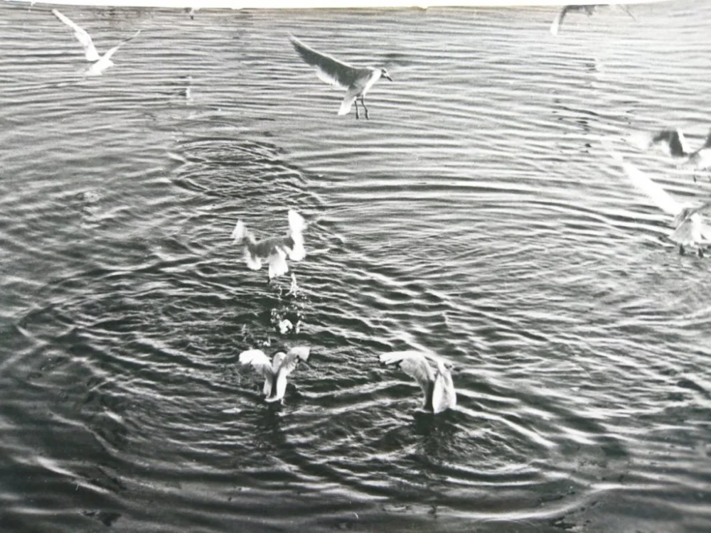MEWY. SEAGULLS FOT. J. KORPAL Niska cena