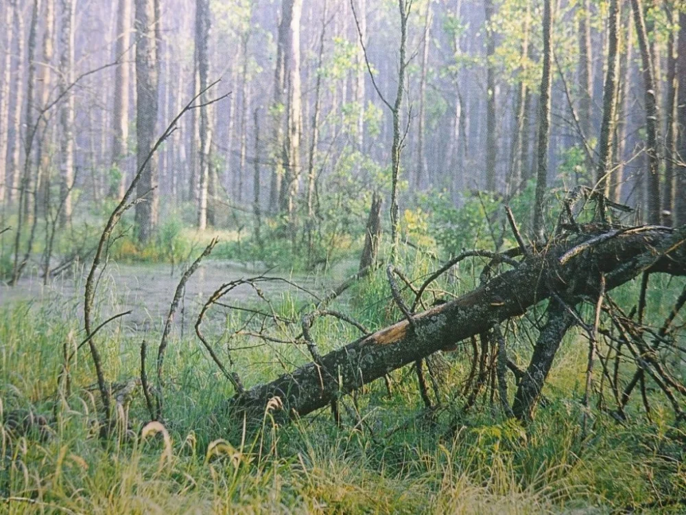 Darmowy zwrot KRAJOBRAZ LEŚNY. FOT. A. STACHURSKI